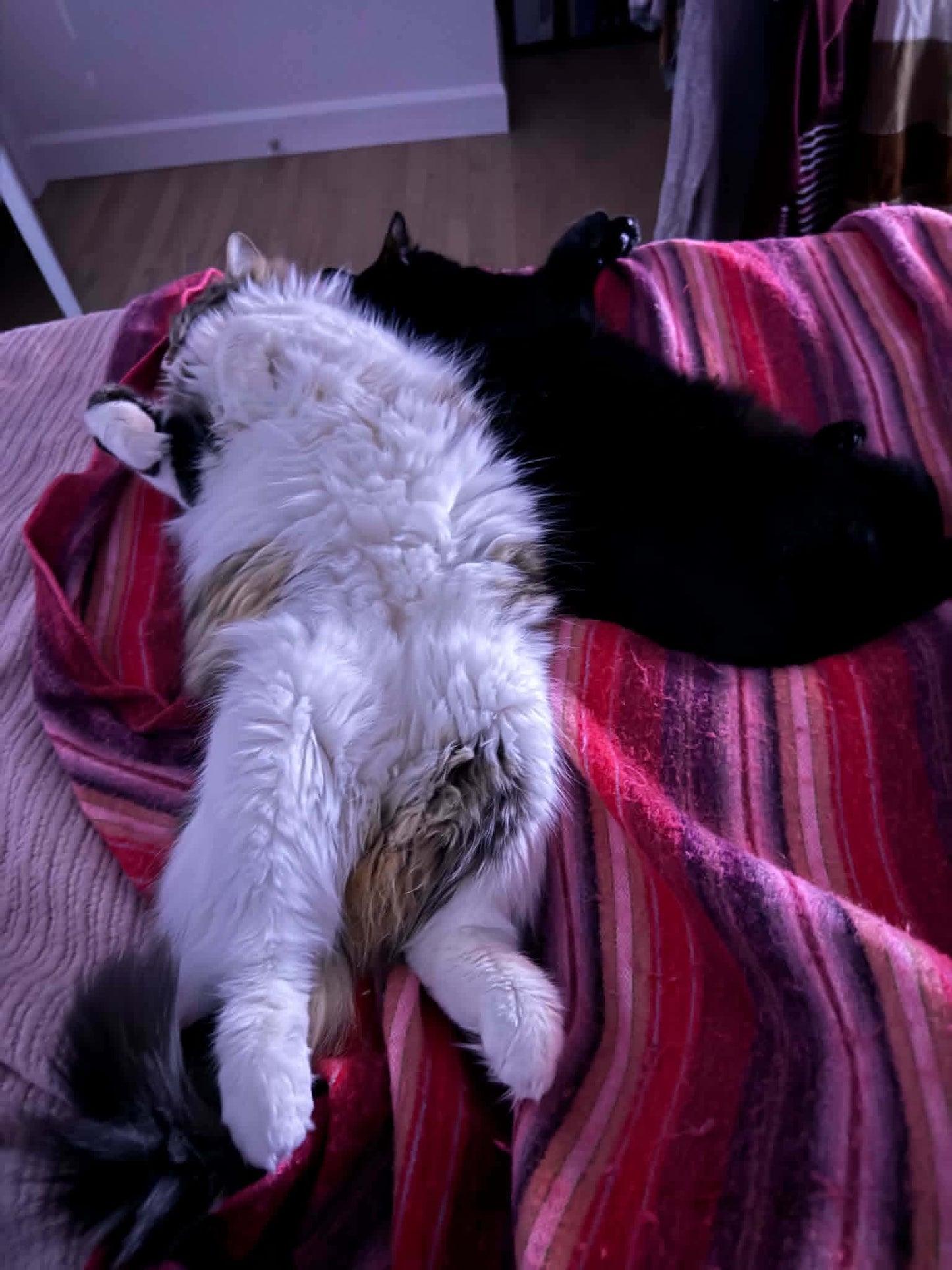 Tigrou et Choco - Refuge CRM