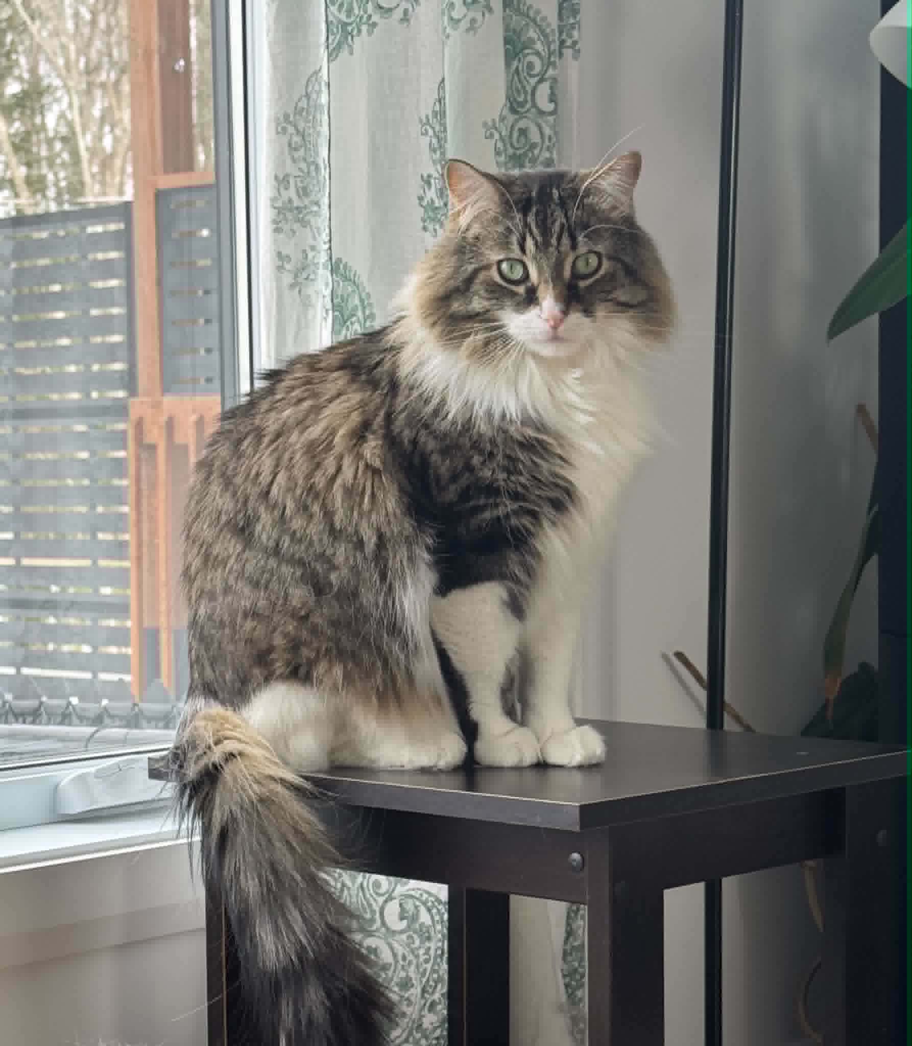 Tigrou et Choco - Refuge CRM