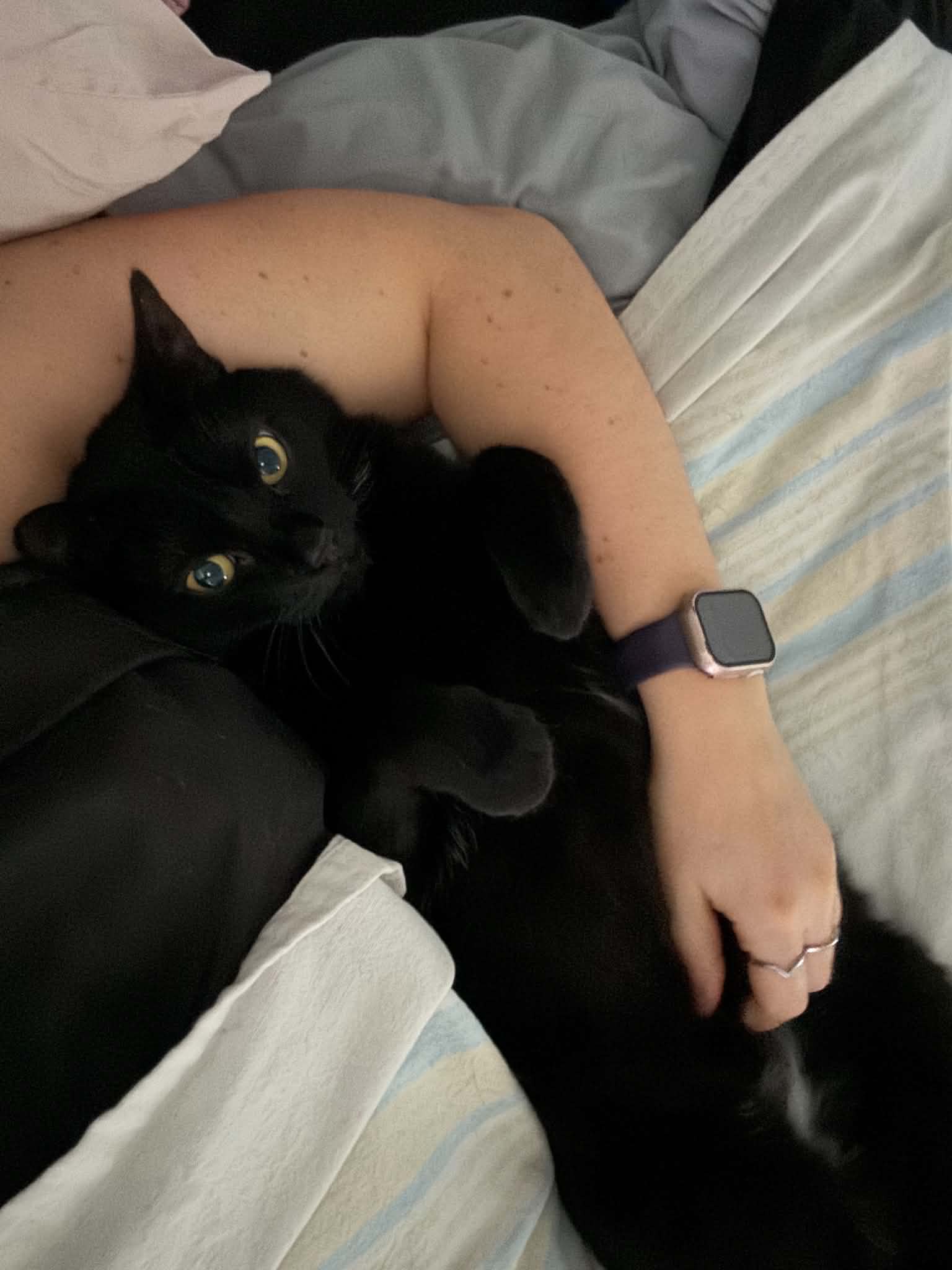 Tigrou et Choco - Refuge CRM
