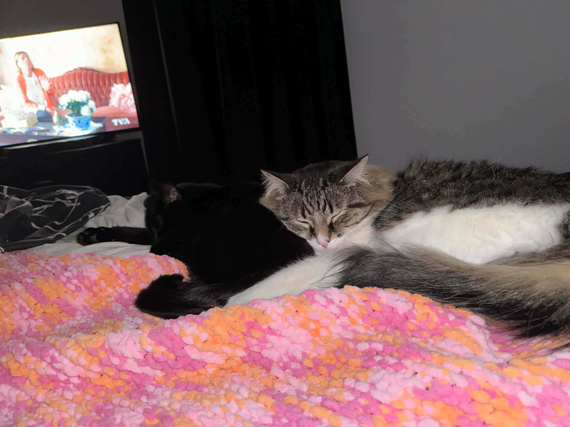 Tigrou et Choco - Refuge CRM