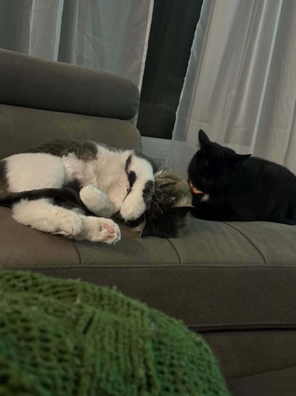 Tigrou et Choco - Refuge CRM