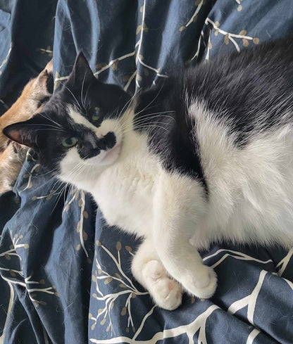 Tom Pouce 2 - Chat sourd - Refuge CRM