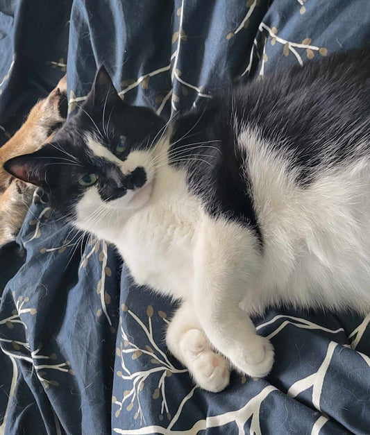 Tom Pouce 2 - Chat sourd - Refuge CRM