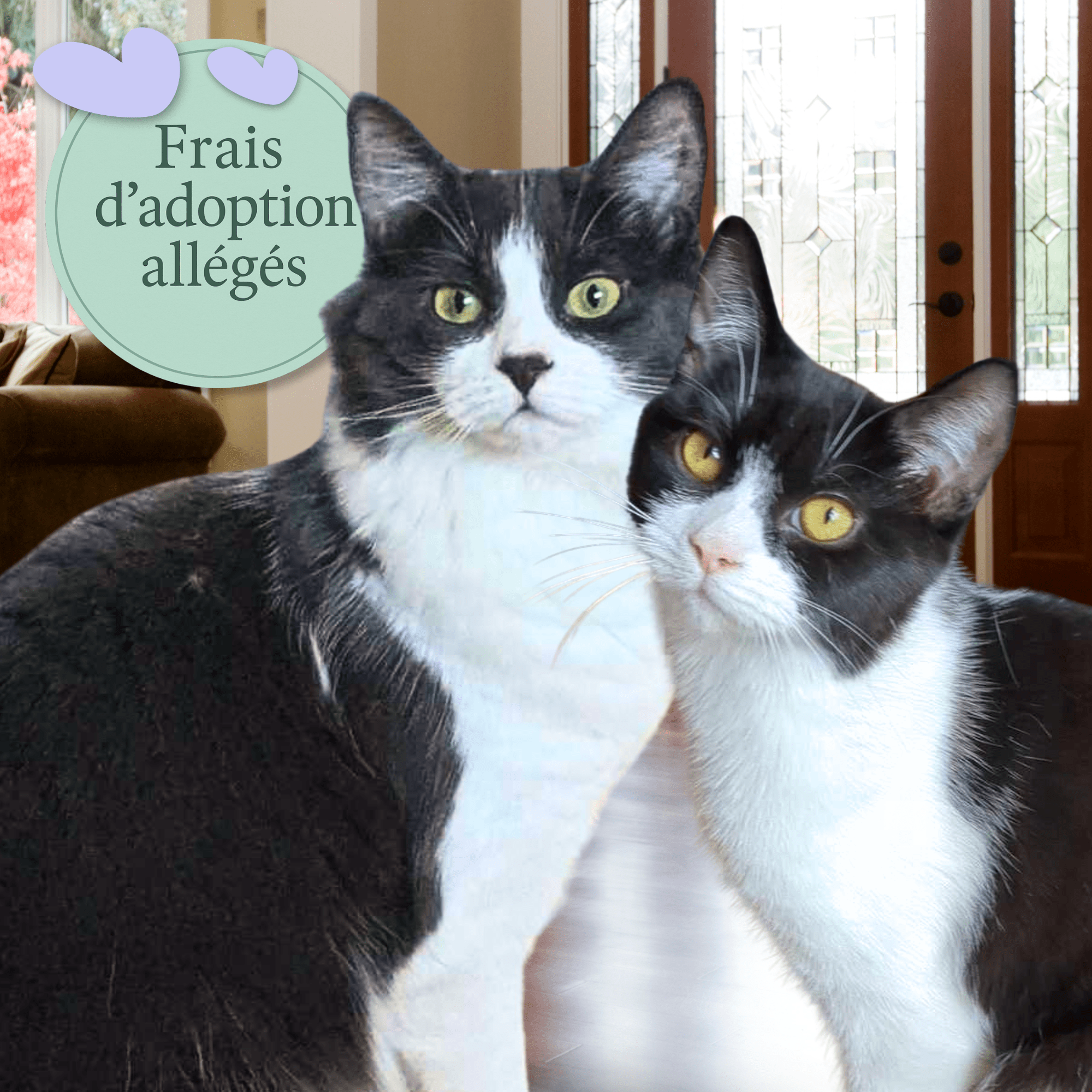 Tornade & Kitty - Refuge CRM
