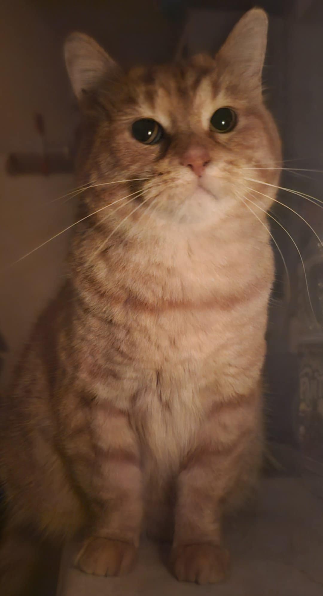 Zébulon - Refuge CRM