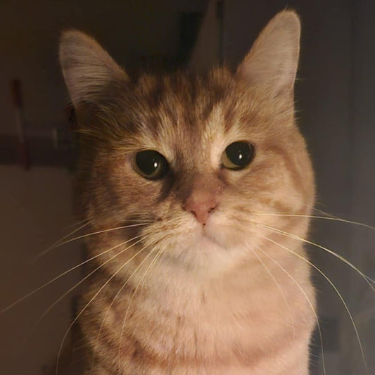 Zébulon - Refuge CRM