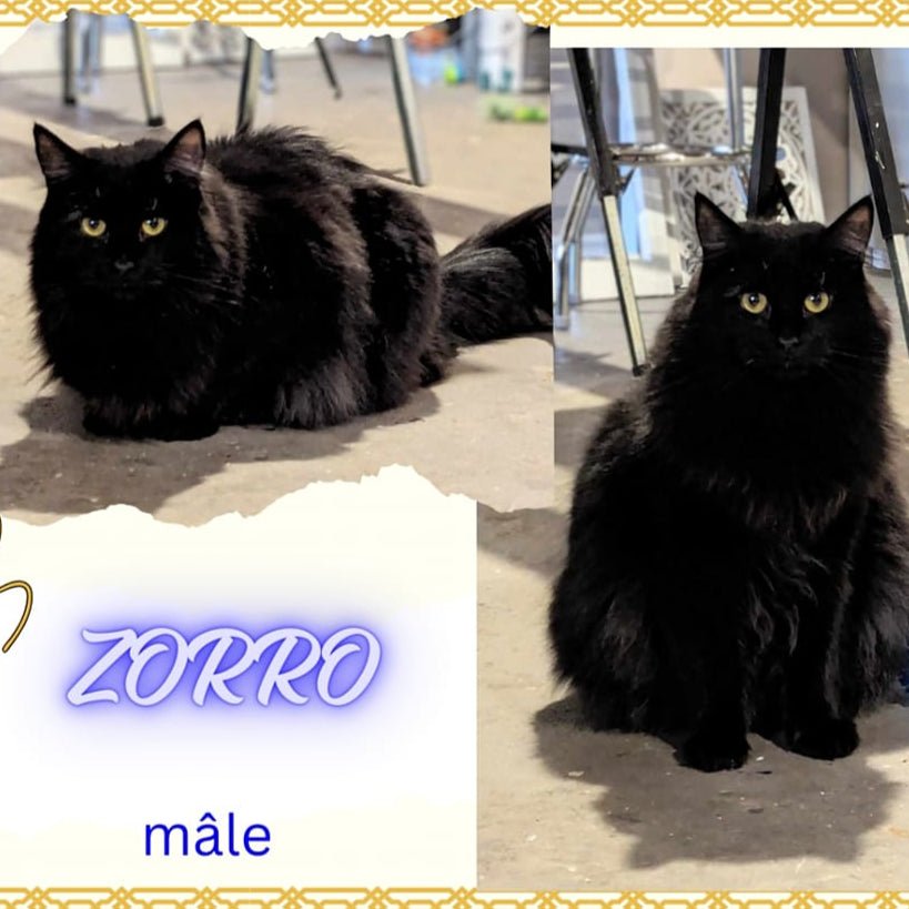 Zorro - Refuge CRM