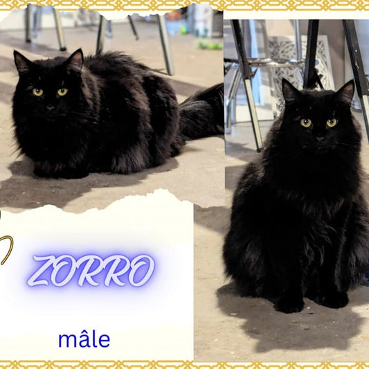 Zorro - Refuge CRM